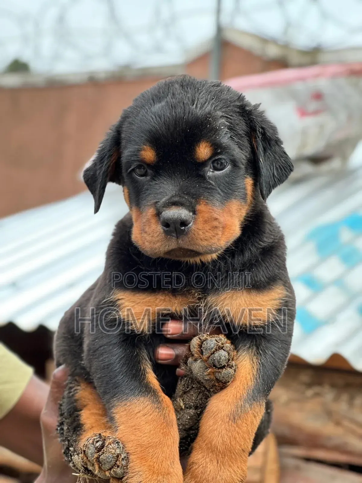 1-3 months Male Purebred Rottweiler