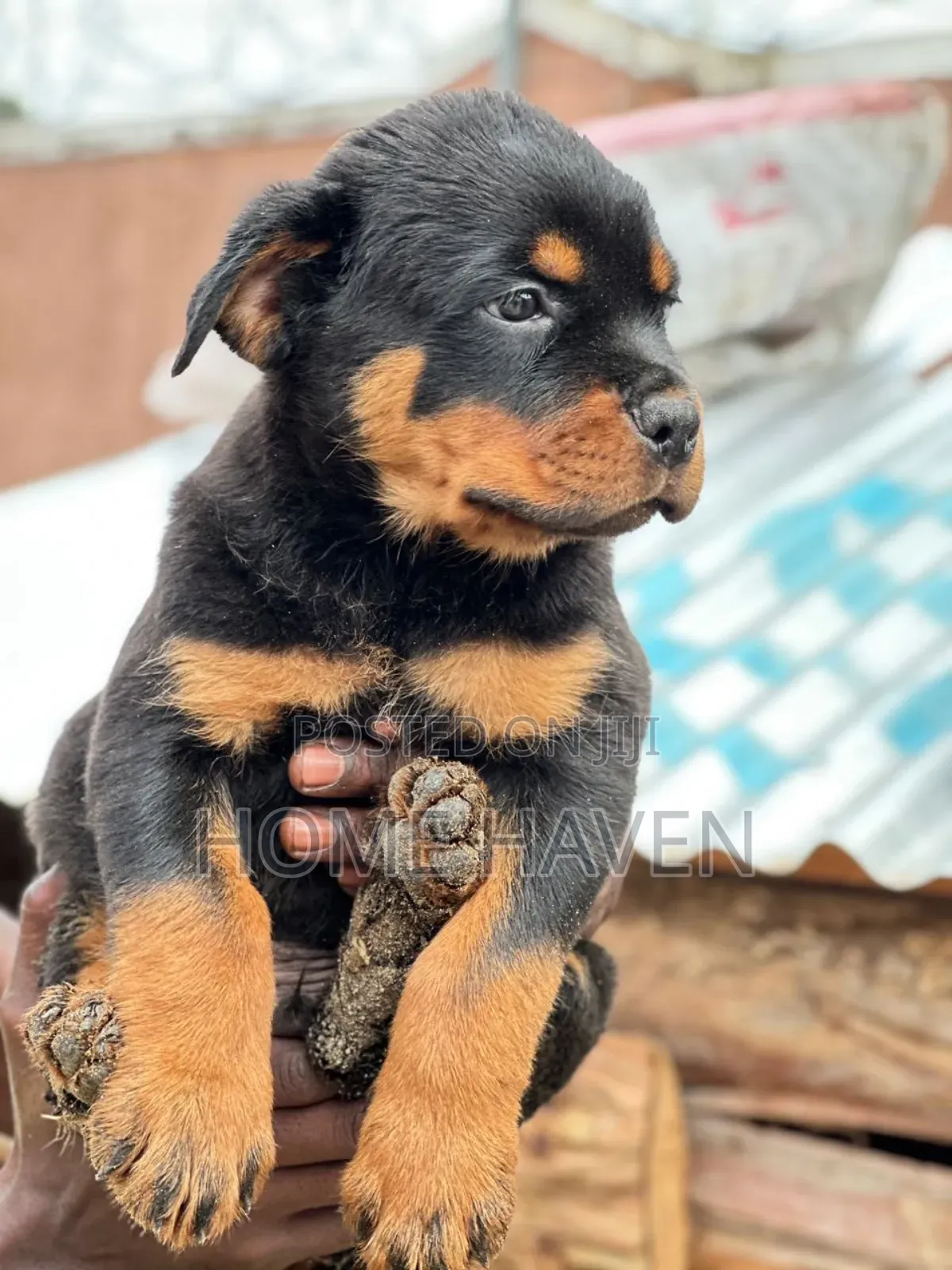 1-3 months Male Purebred Rottweiler
