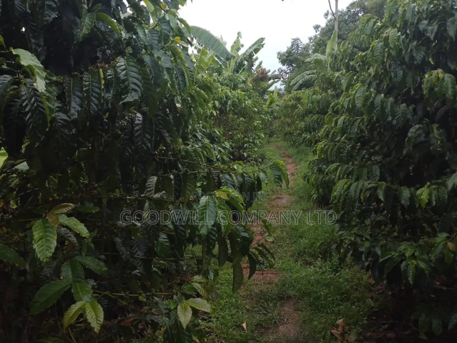 4 Acres of Land at Nakifuma Kalagi Town Few Meters From Tarmac