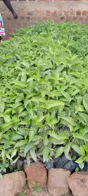 Passion Fruit Seedlings