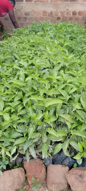 Passion Fruit Seedlings