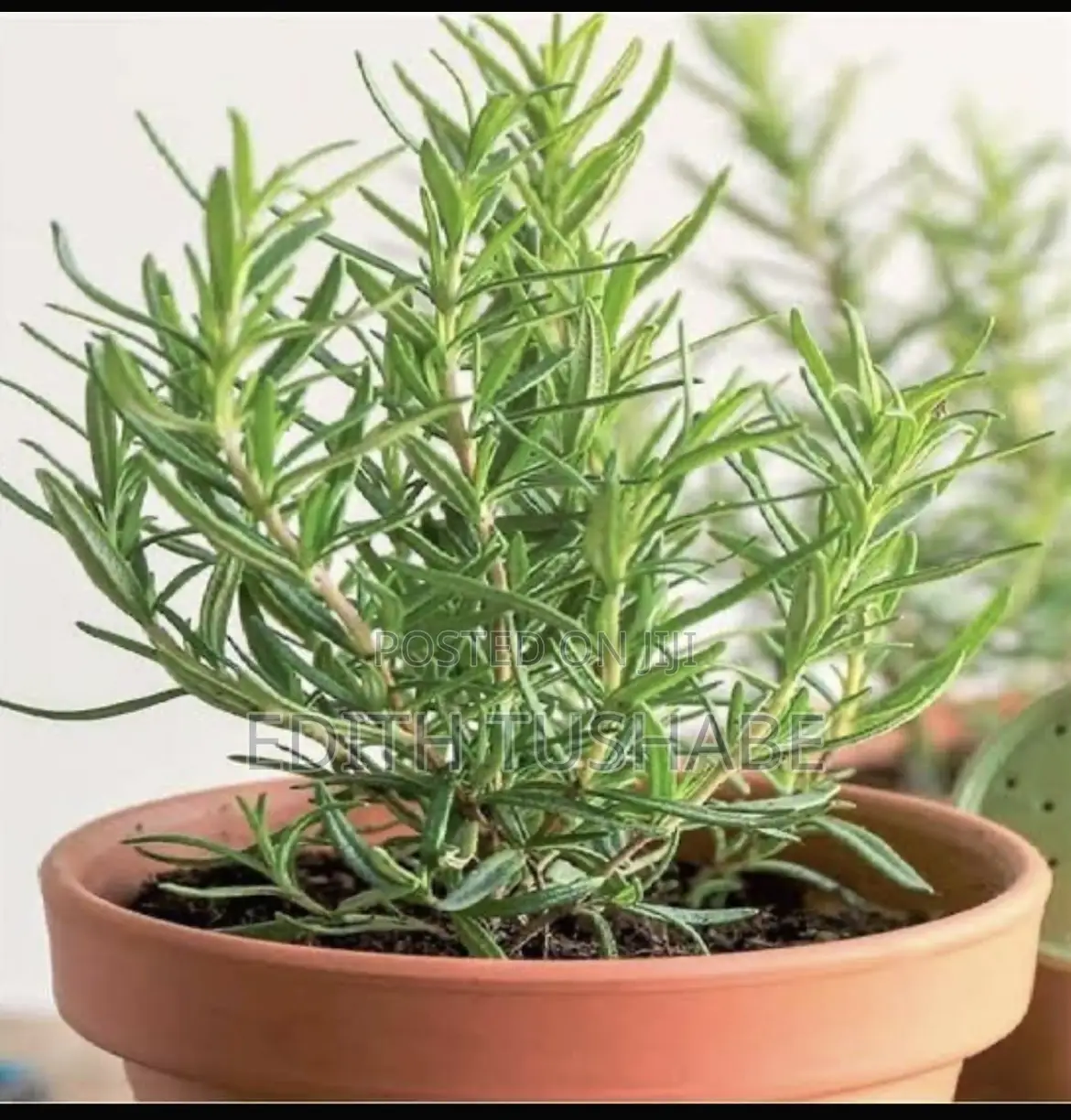 Landscaping And Gardening