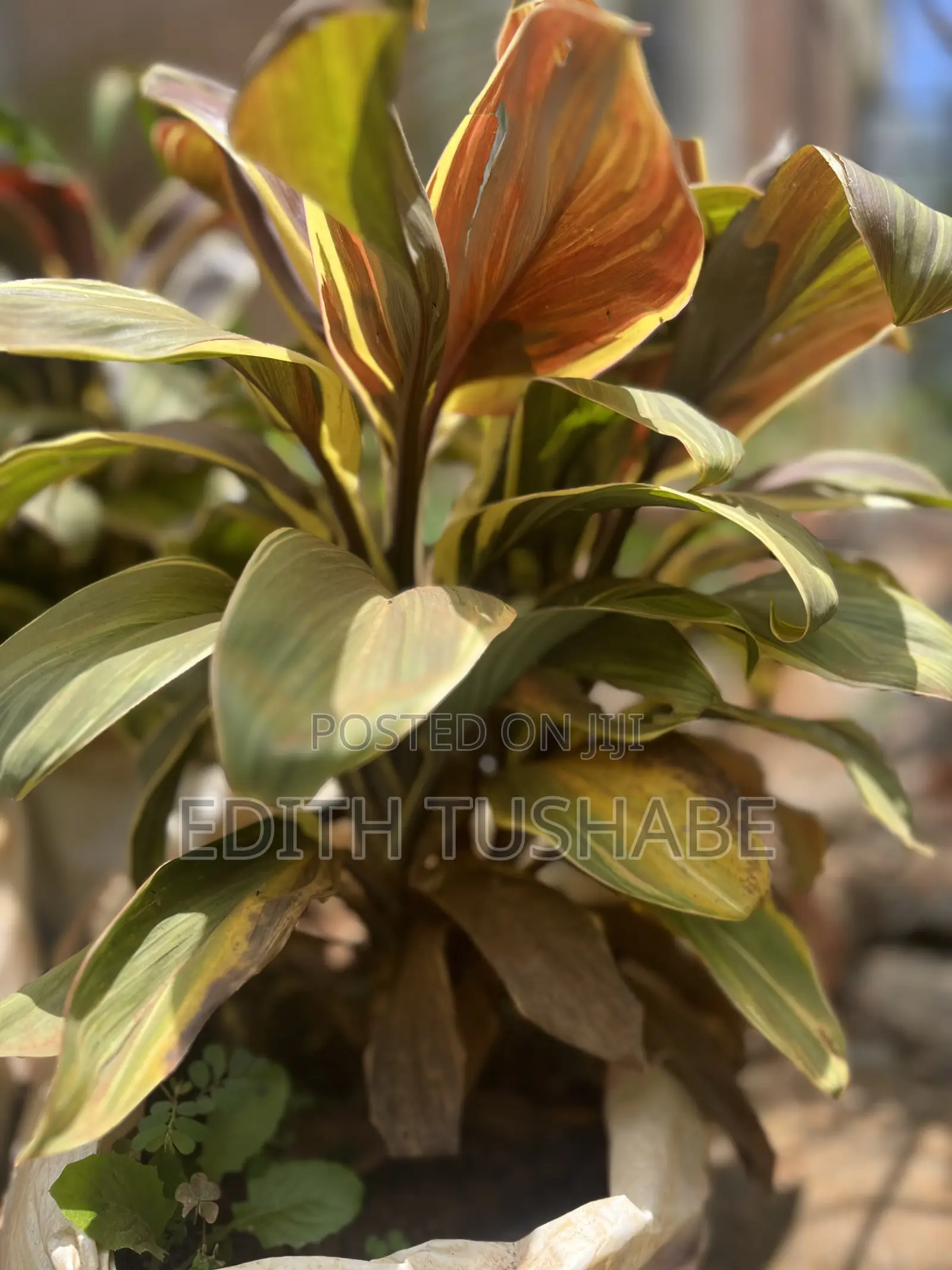 Landscaping And Gardening