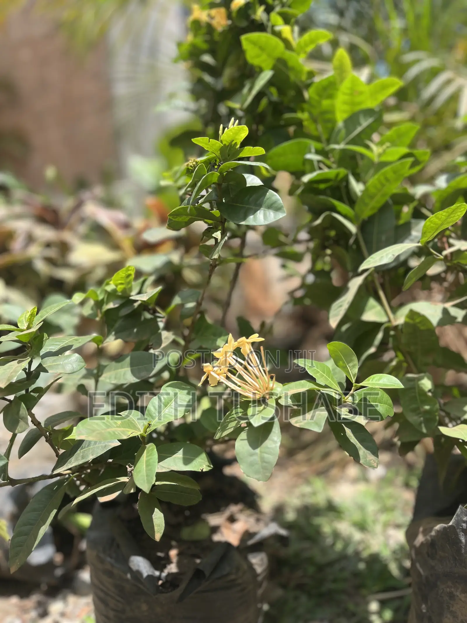 Landscaping And Gardening