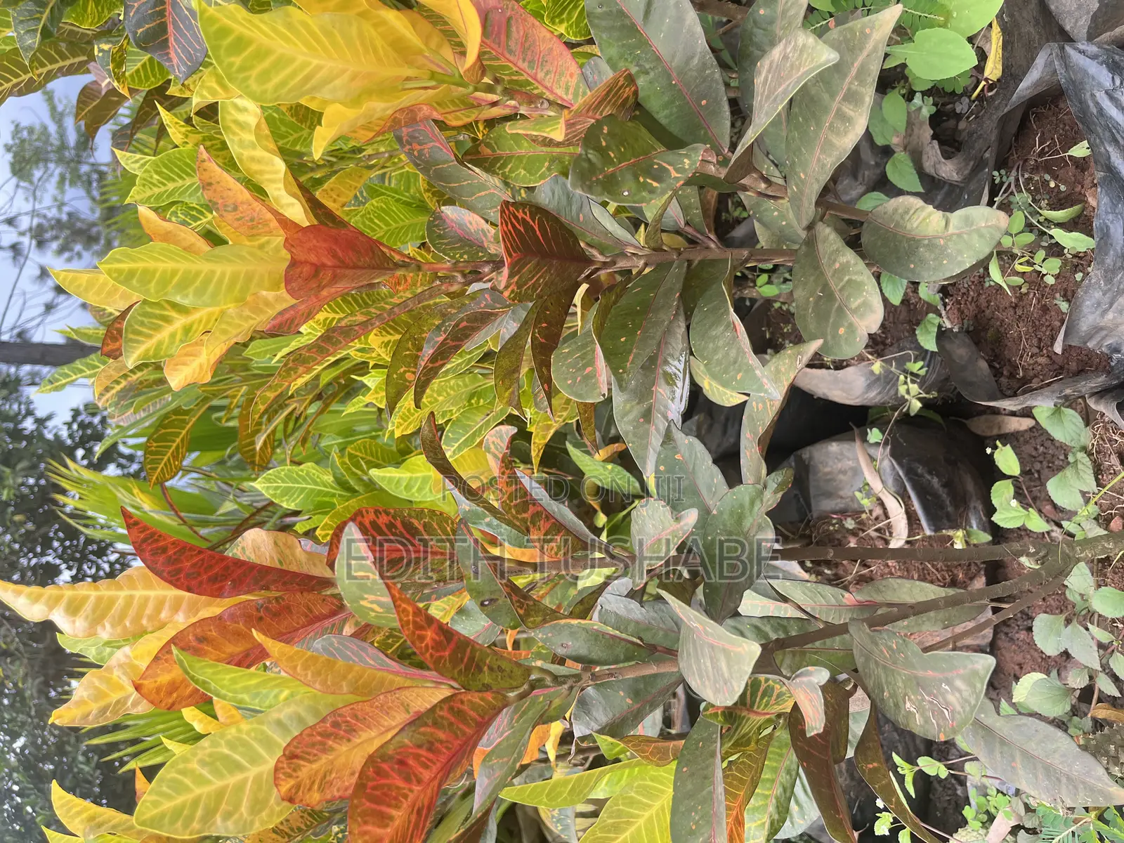 Landscaping And Gardening