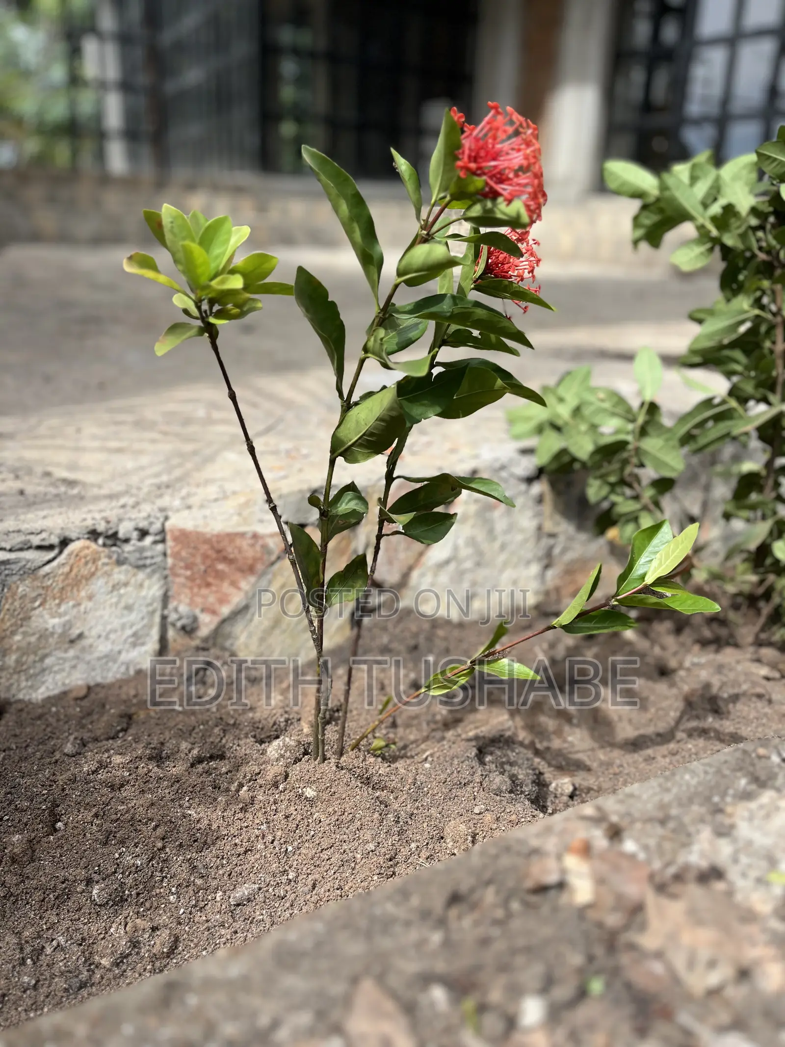 Landscaping And Gardening