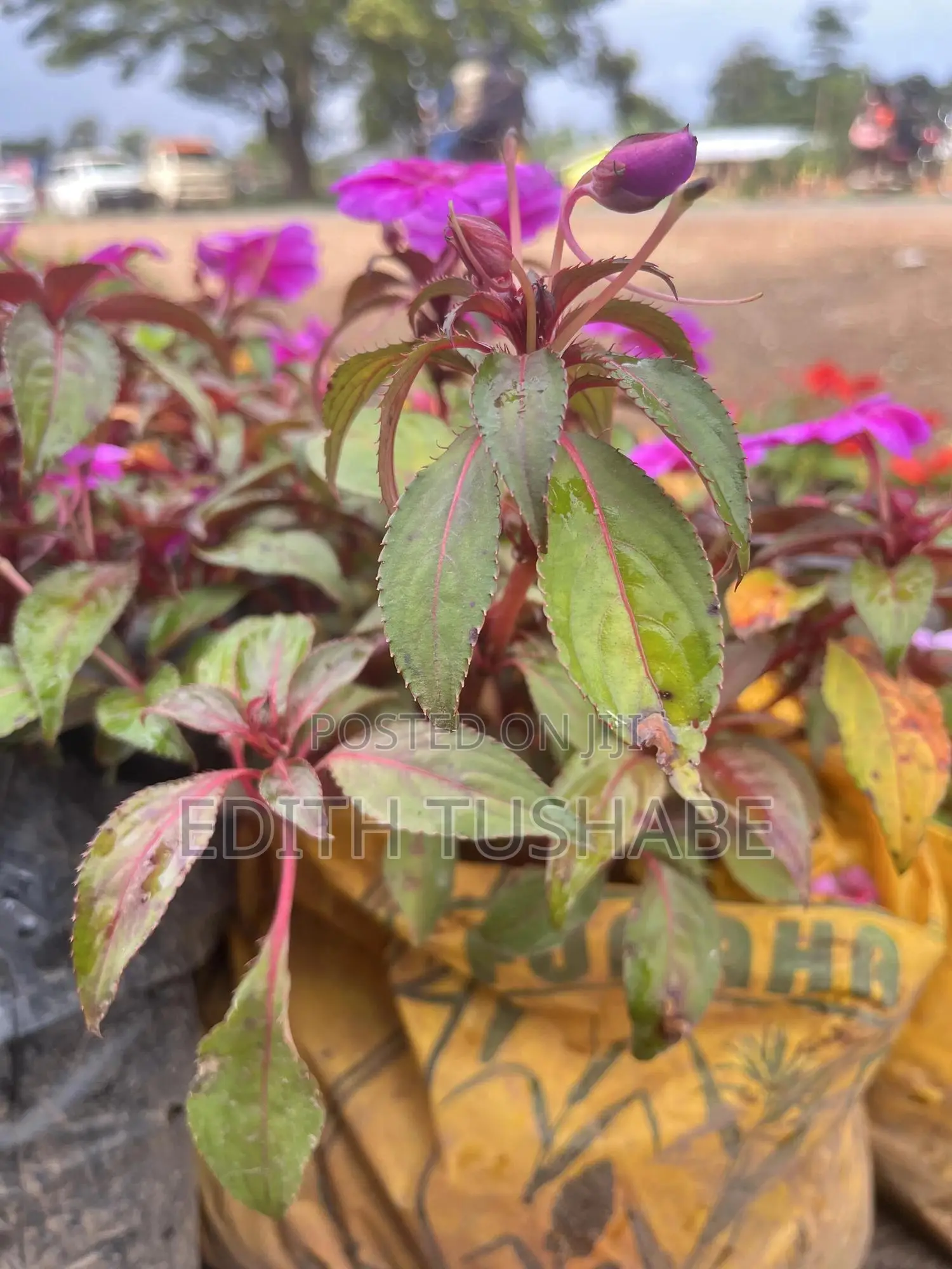 Landscaping And Gardening