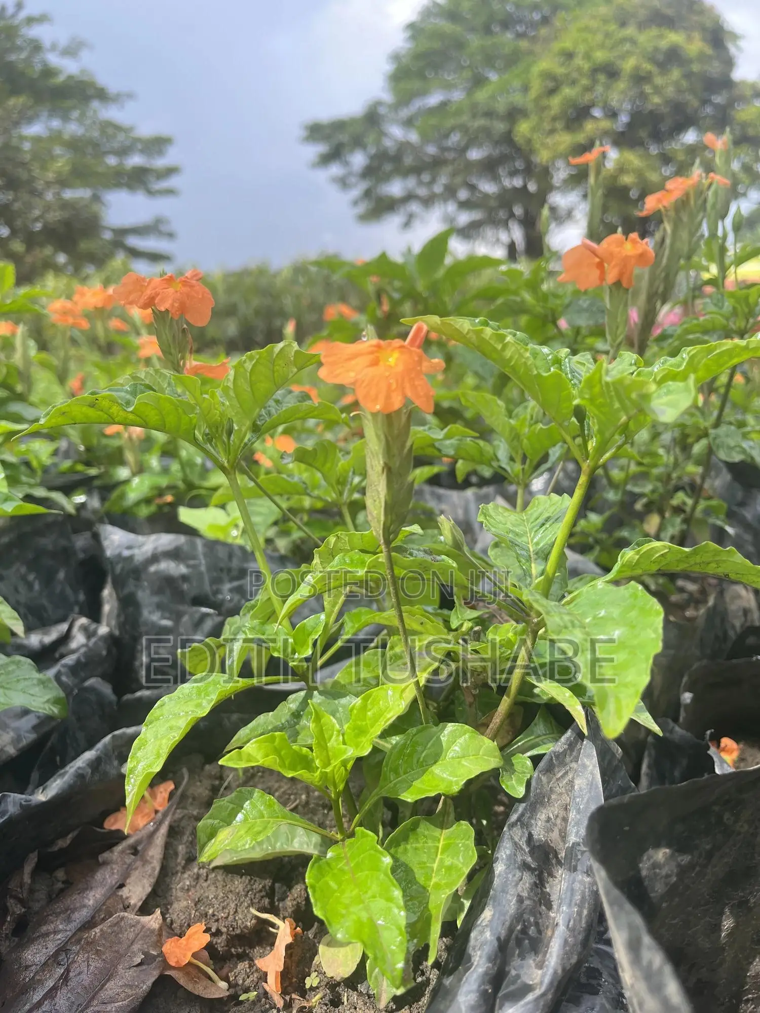 Landscaping And Gardening