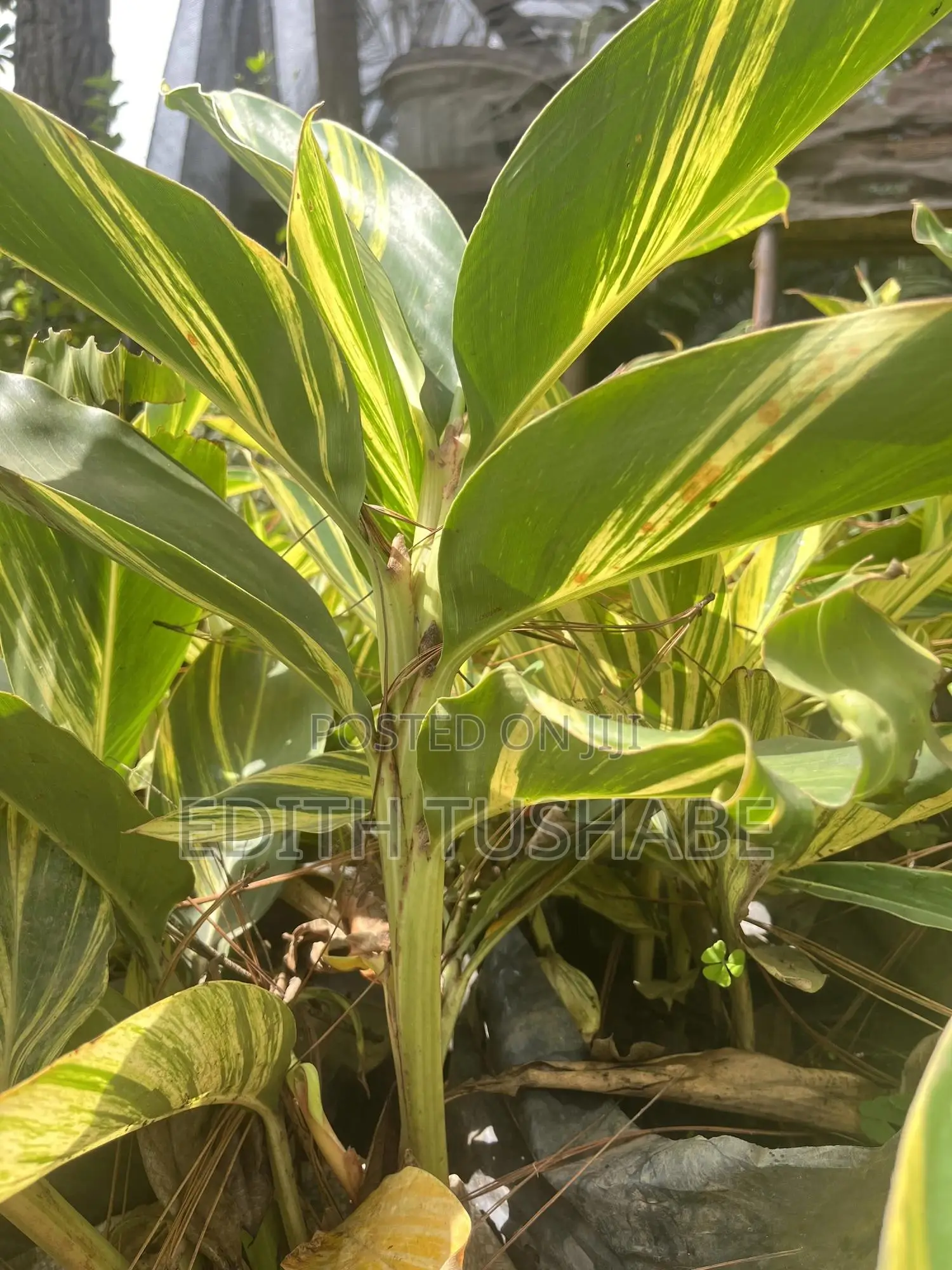 Landscaping And Gardening