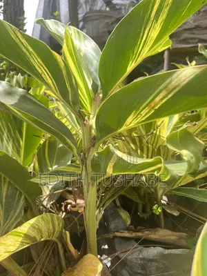 Landscaping And Gardening