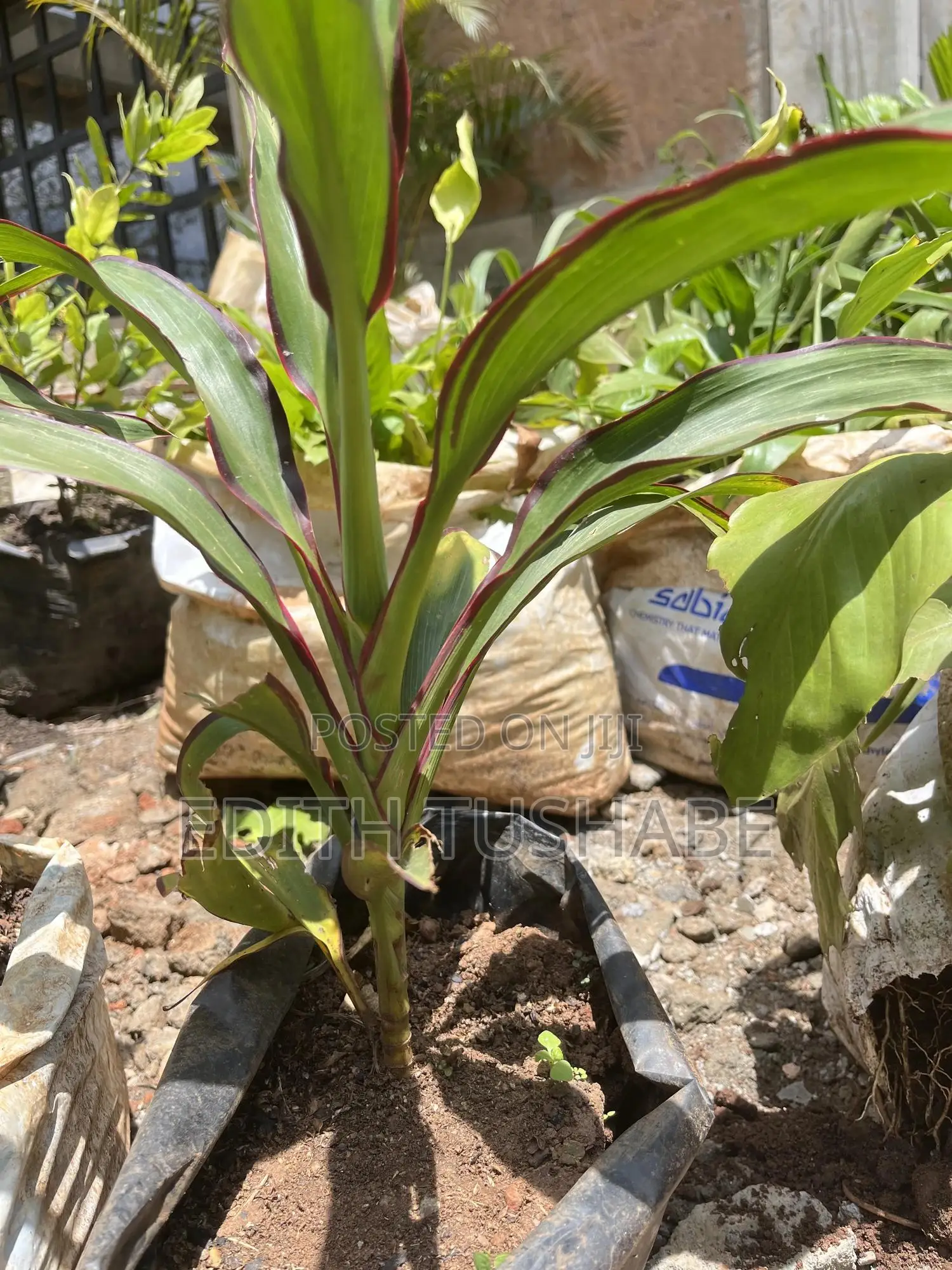Landscaping And Gardening