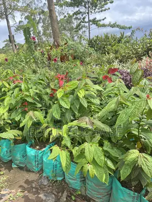 Landscaping And Gardening