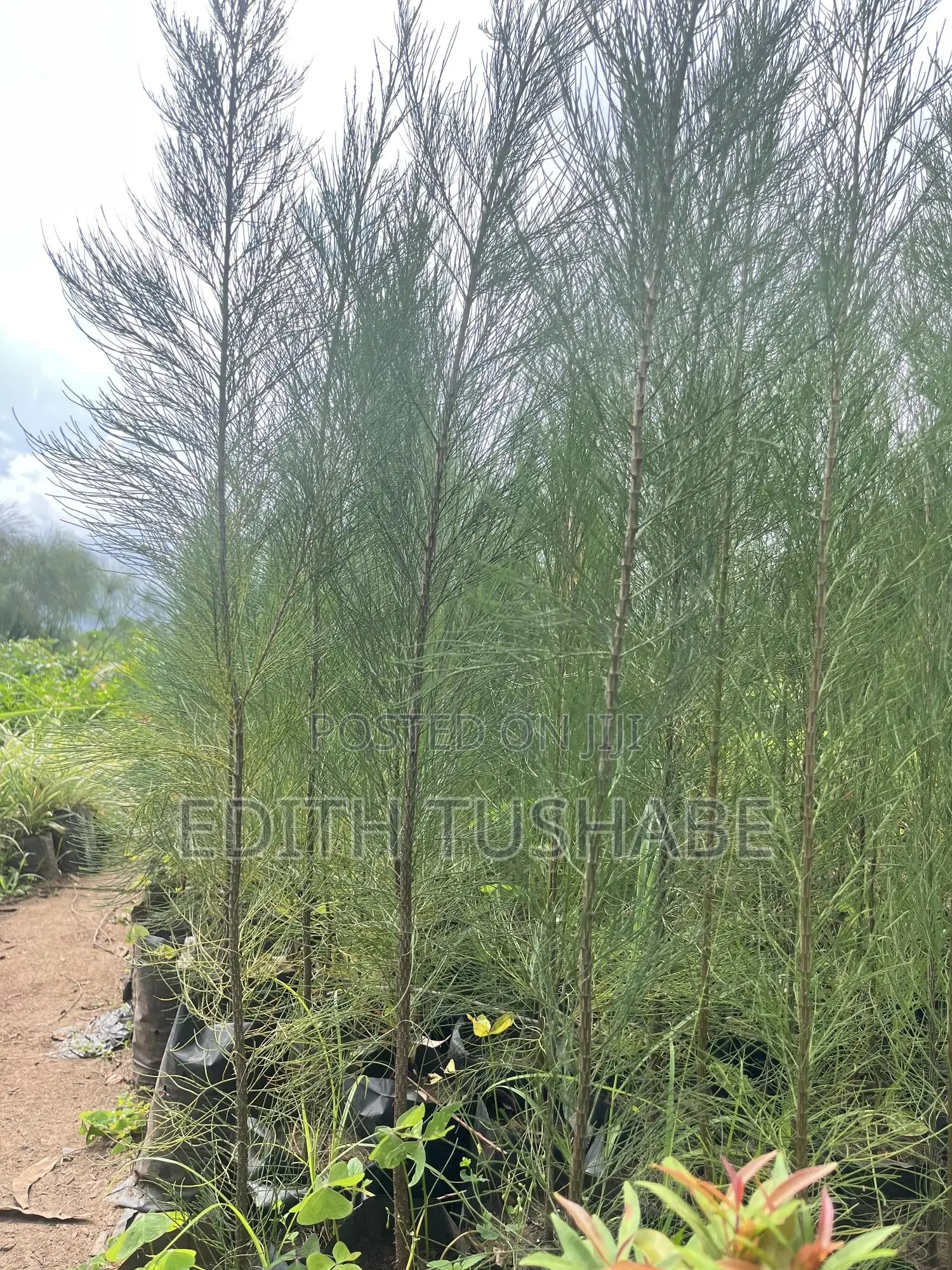 Landscaping And Gardening