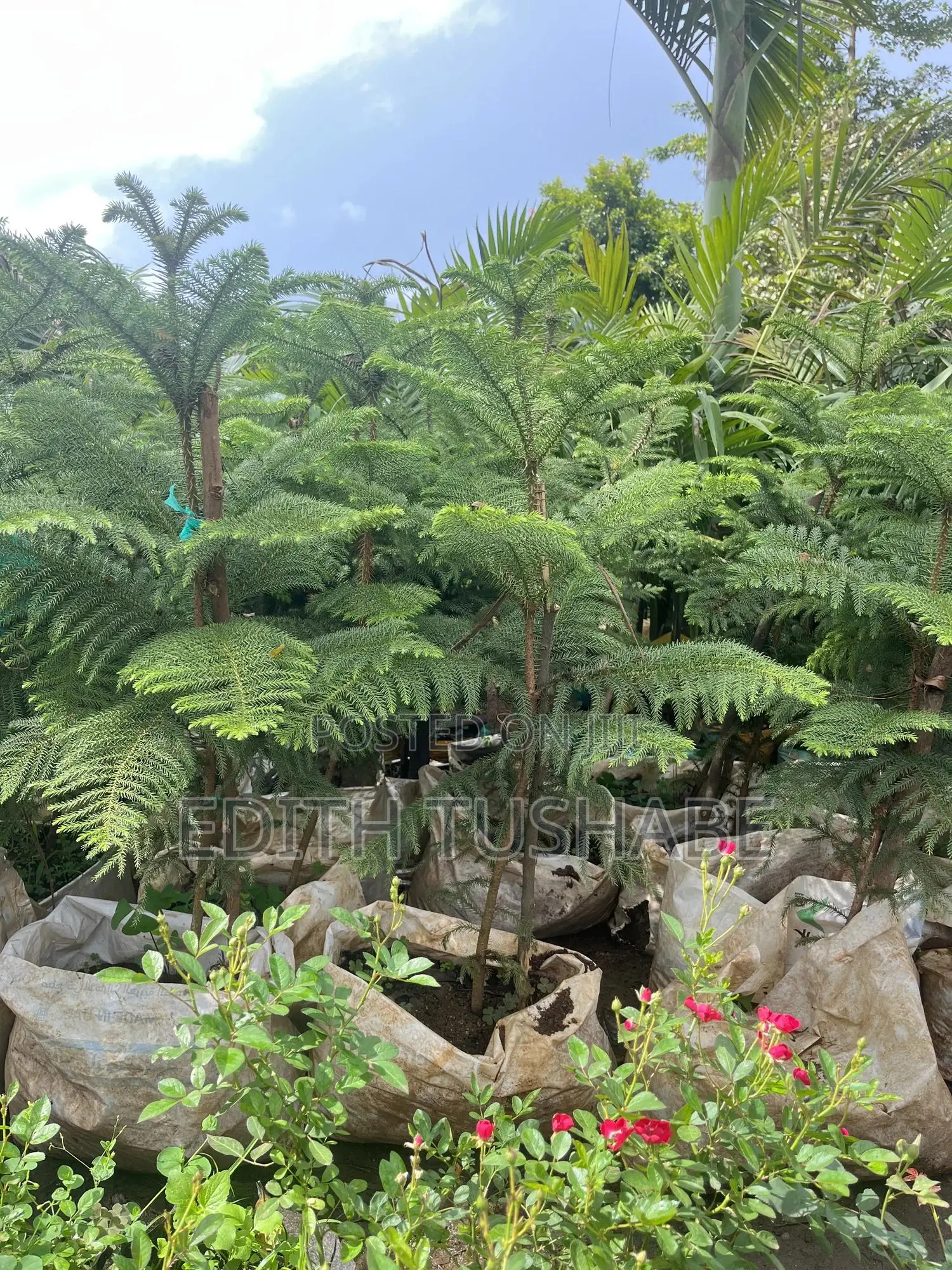 Landscaping And Gardening