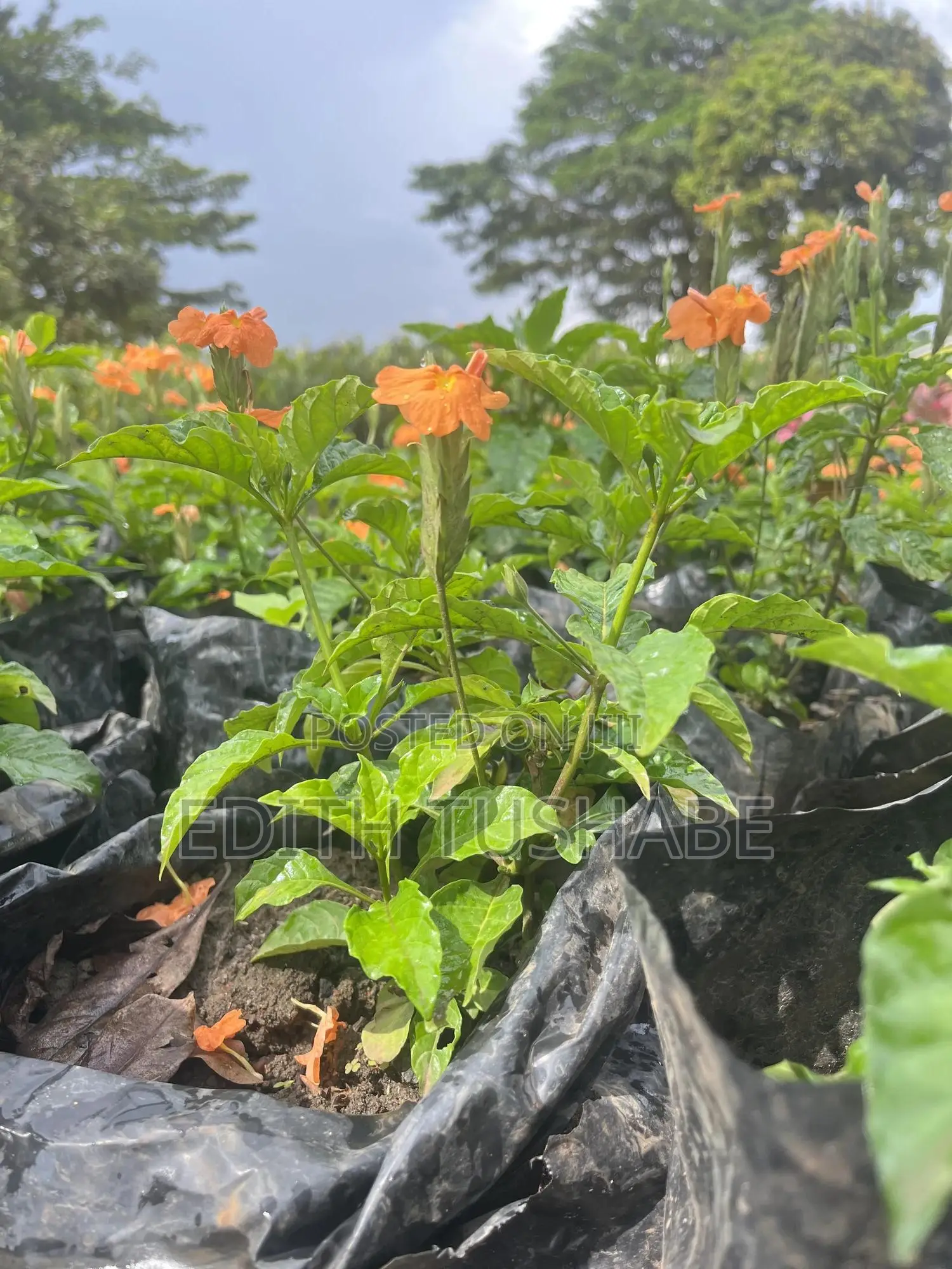 Landscaping And Gardening