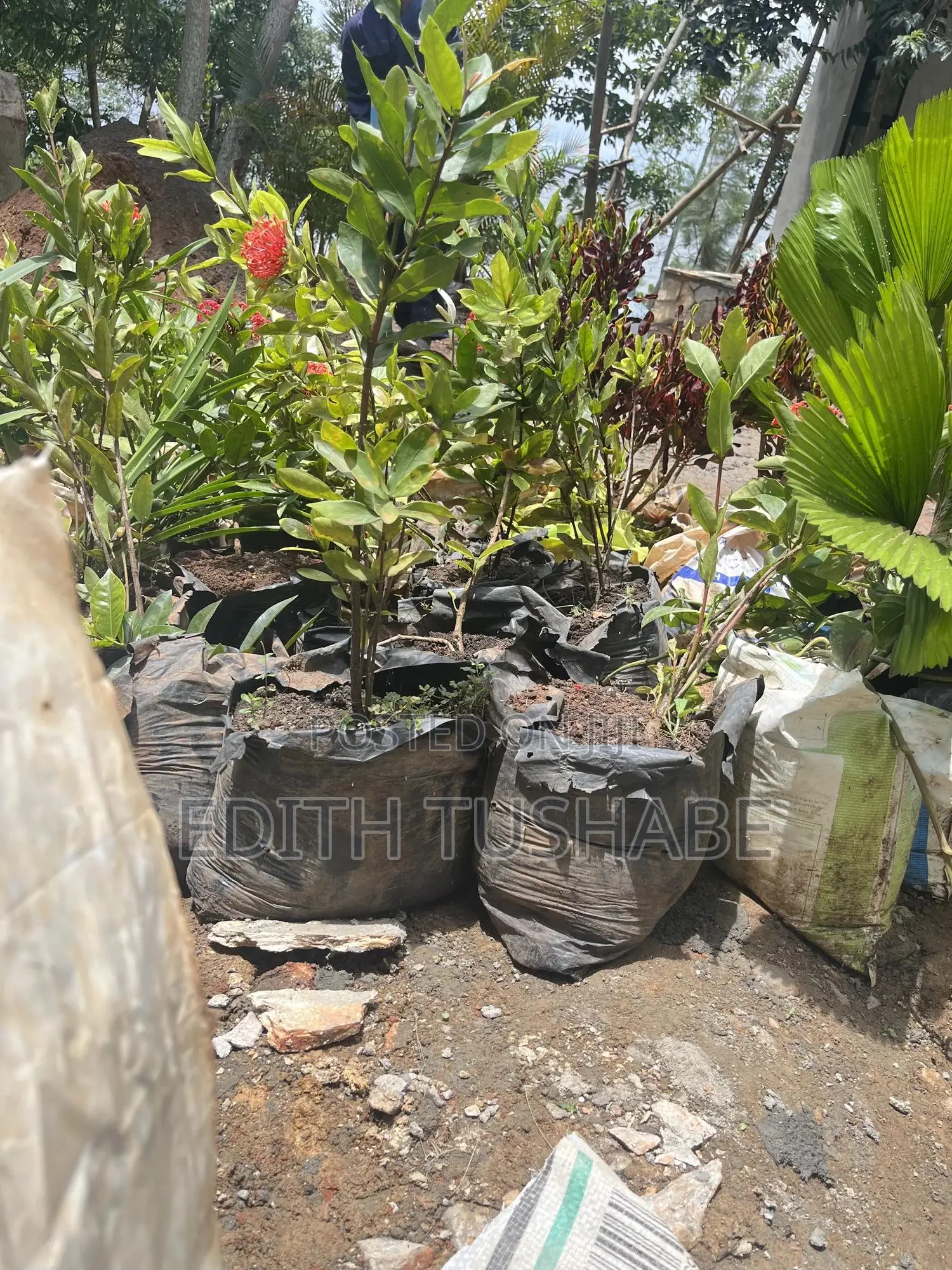 Landscaping And Gardening