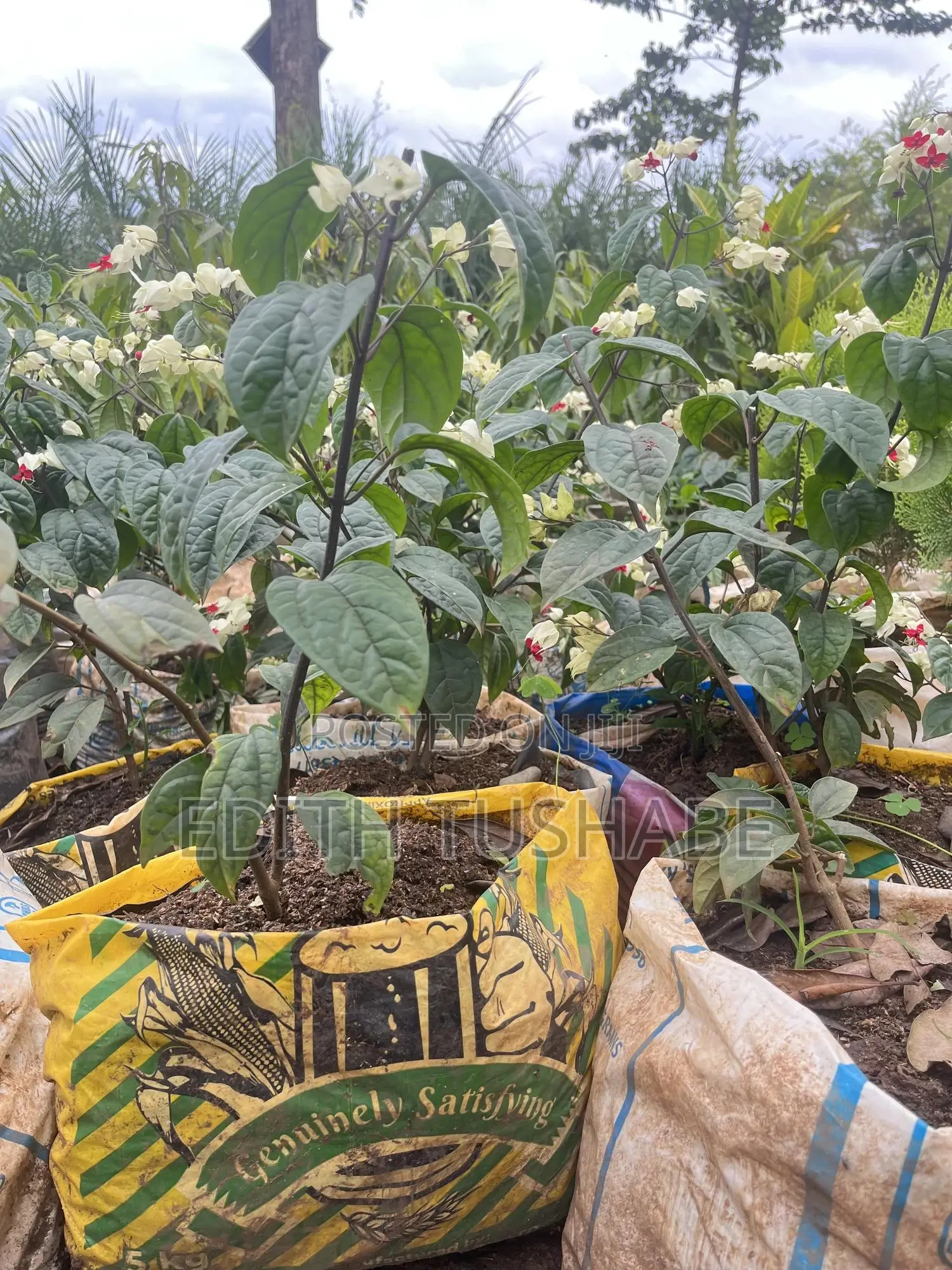Landscaping And Gardening