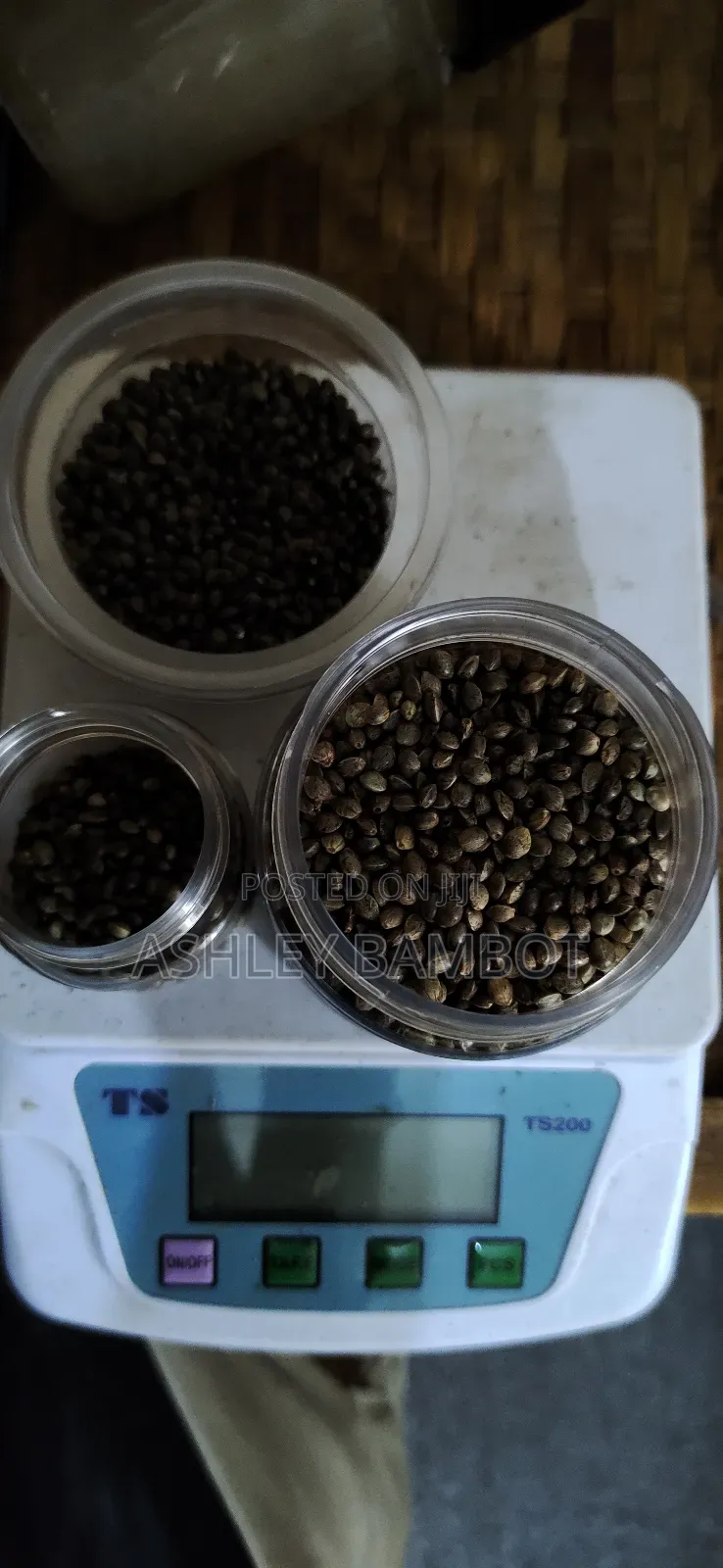 Kush Seeds