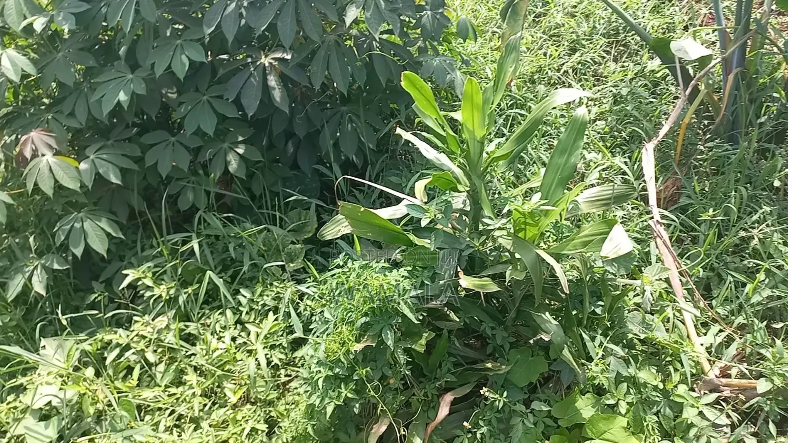 Land for Rent at Bulo Town - Butambala