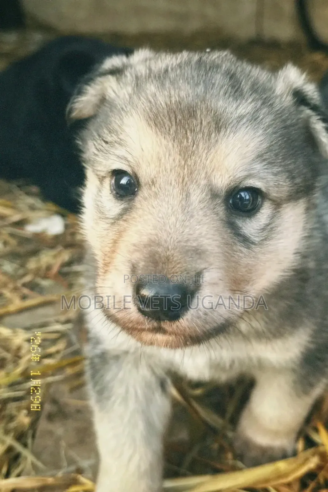 1-3 months Male Purebred German Shepherd