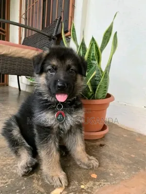 3-6 months Female Purebred German Shepherd