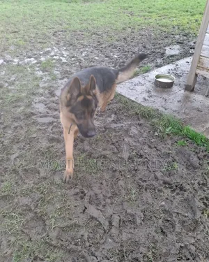 3-6 months Male Purebred German Shepherd