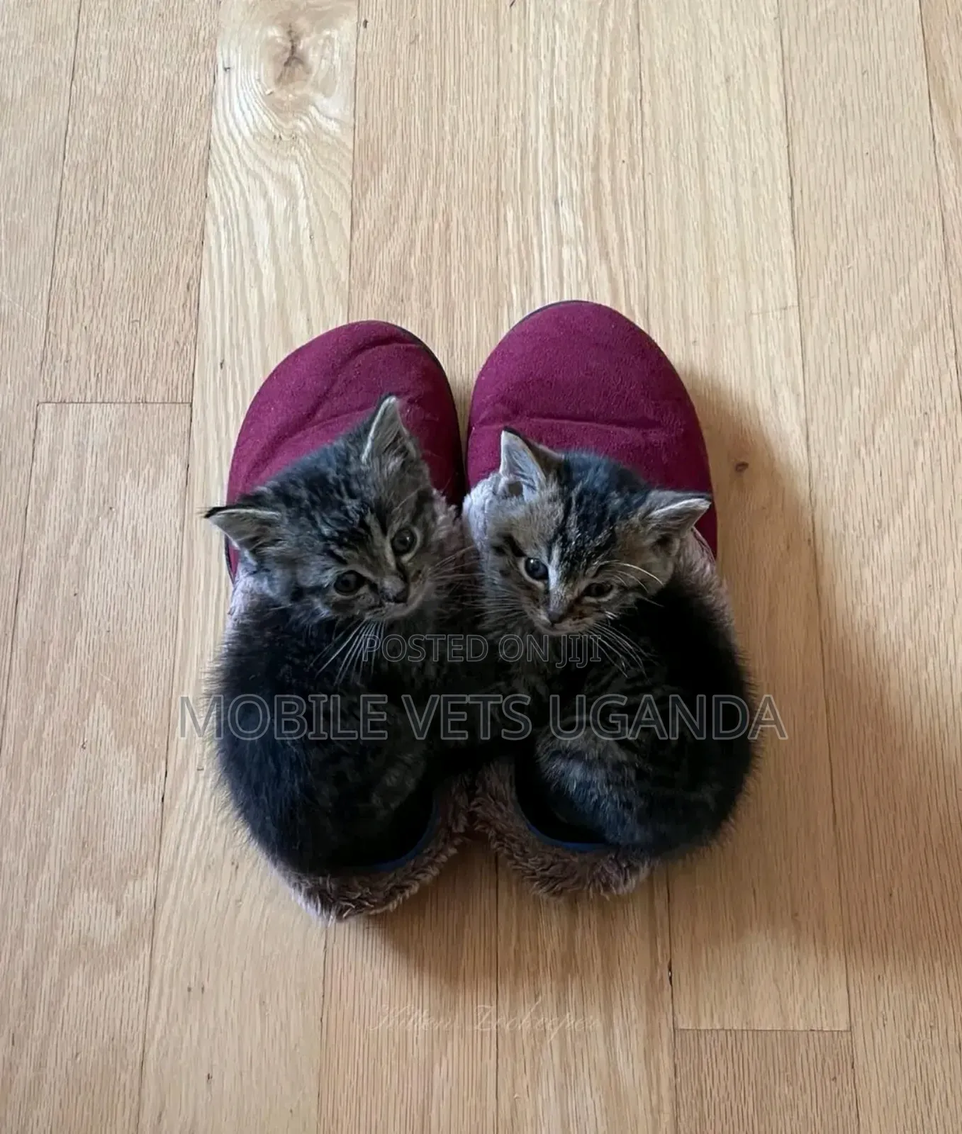 1-3 months Male Purebred American Wirehair