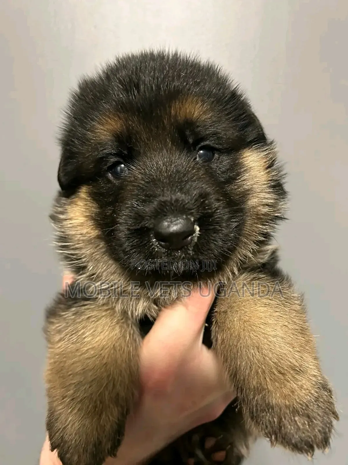1-3 months Female Purebred German Shepherd