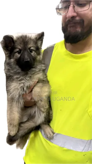 0-1 month Female Purebred German Shepherd