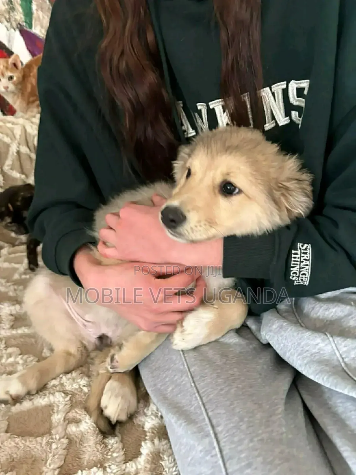 1-3 months Female Purebred Siberian Husky