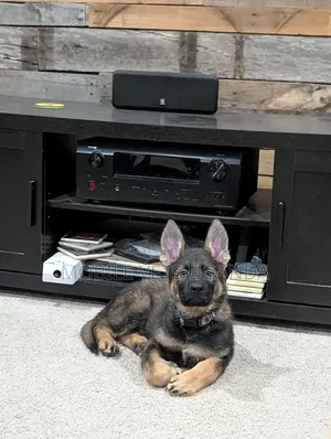 0-1 month Female Purebred German Shepherd
