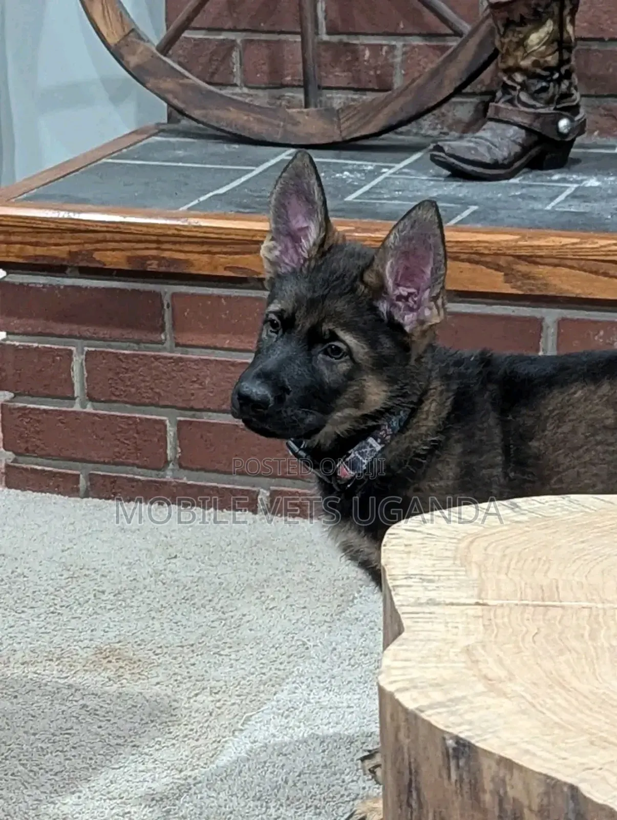 3-6 months Female Purebred German Shepherd