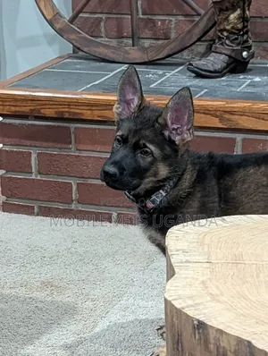 3-6 months Female Purebred German Shepherd