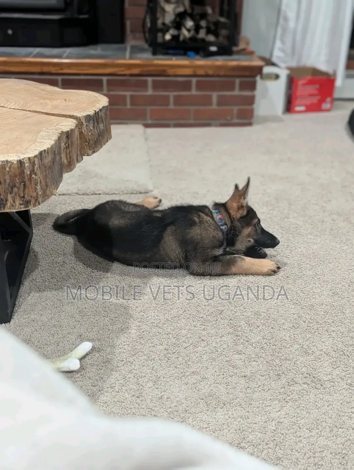 3-6 months Female Purebred German Shepherd