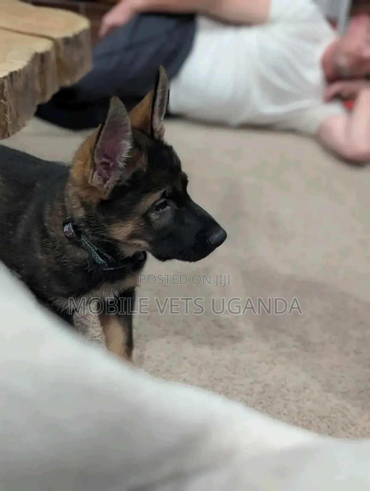 3-6 months Male Purebred German Shepherd