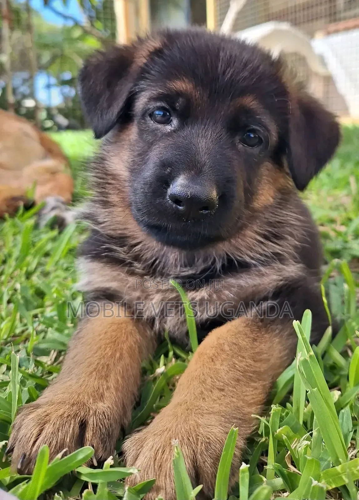 3-6 months Male Purebred German Shepherd