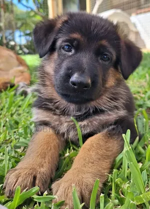 3-6 months Male Purebred German Shepherd
