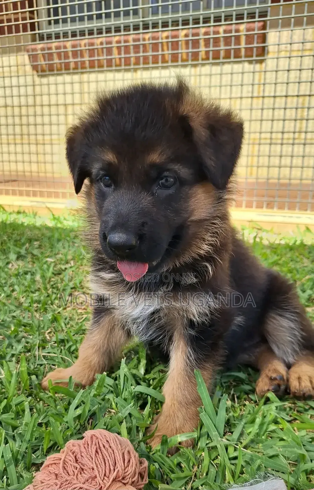 0-1 month Male Purebred German Shepherd