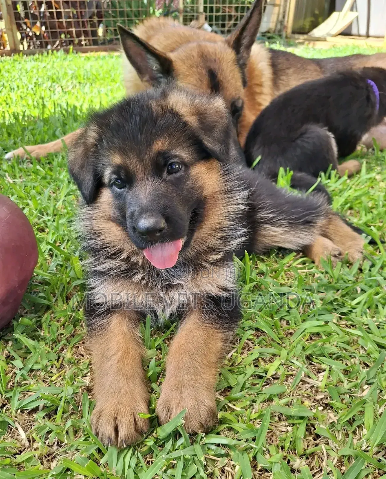 3-6 months Male Purebred German Shepherd
