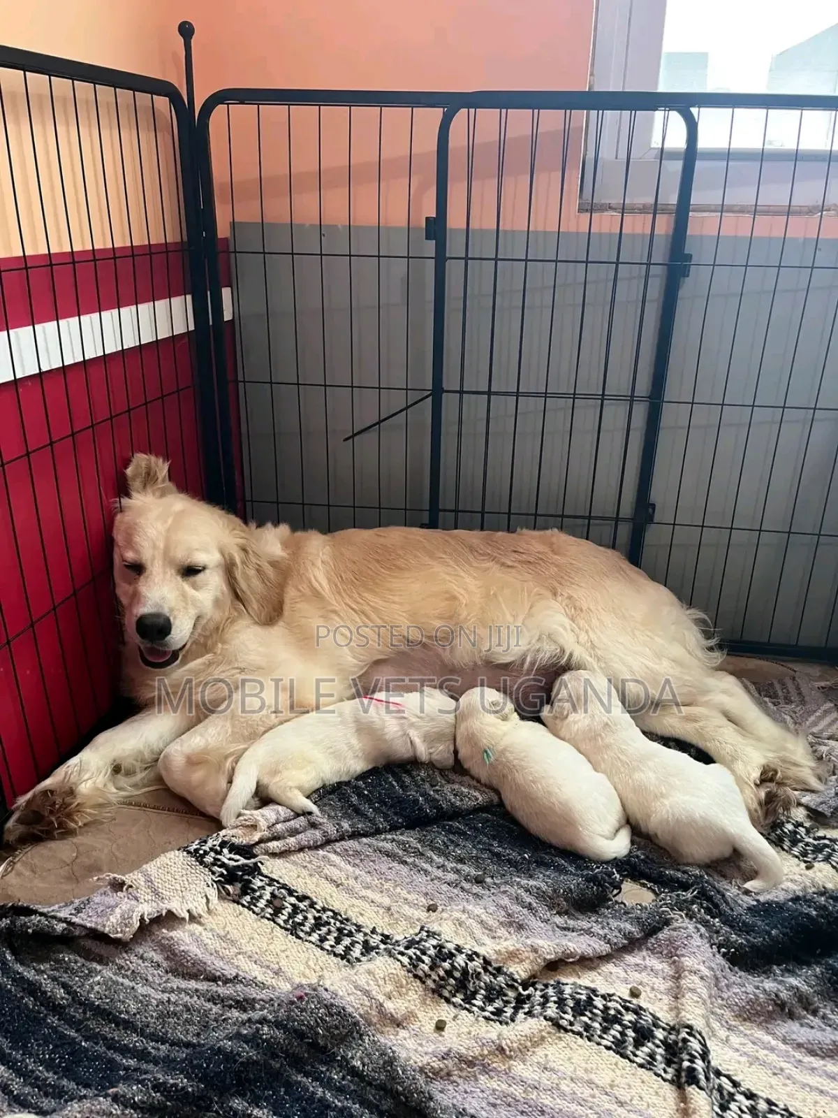 1-3 months Male Purebred Goldendoodle