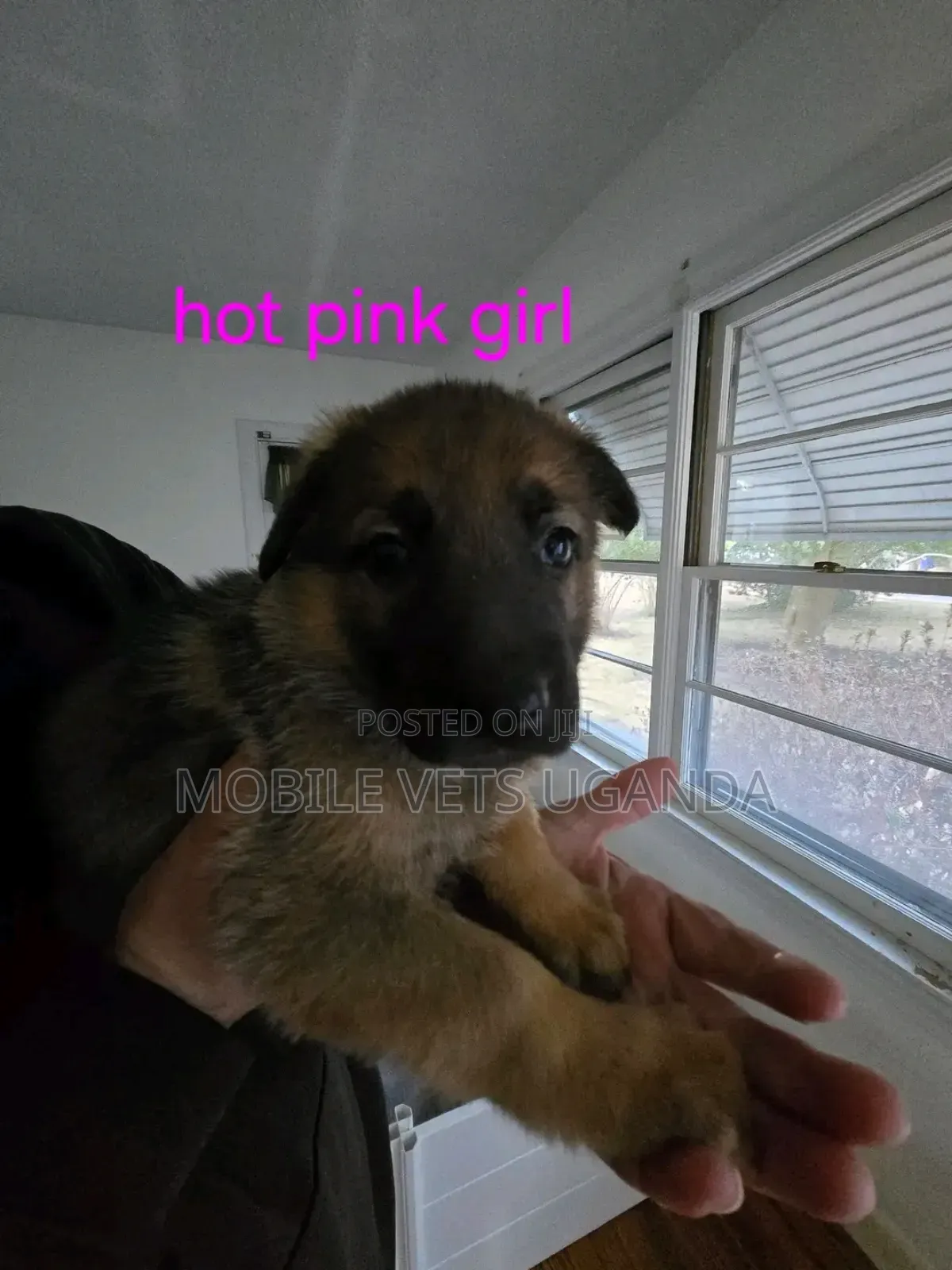 1-3 months Male Purebred German Shepherd