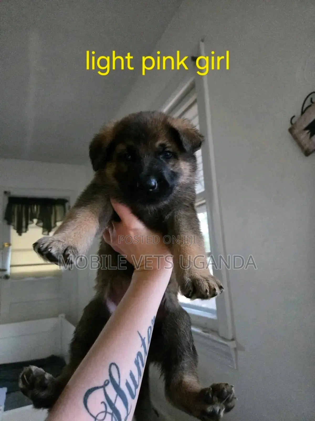 0-1 month Female Purebred German Shepherd