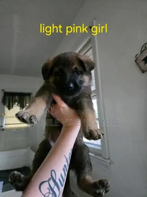 0-1 month Female Purebred German Shepherd