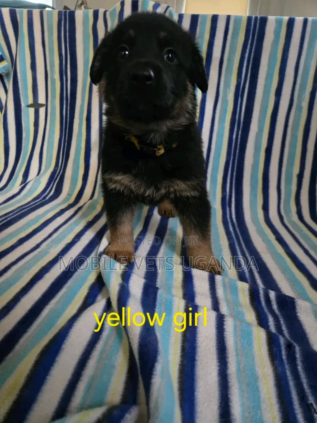 1-3 months Female Purebred German Shepherd