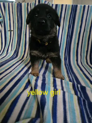 1-3 months Female Purebred German Shepherd