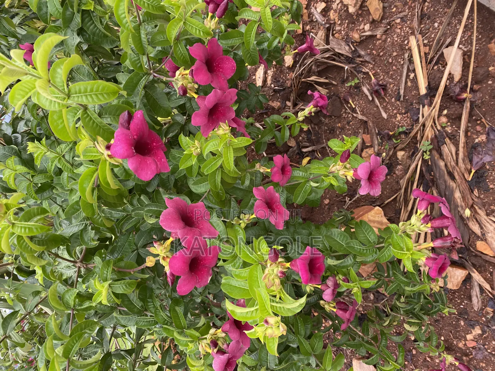 Almander Flowering Plant