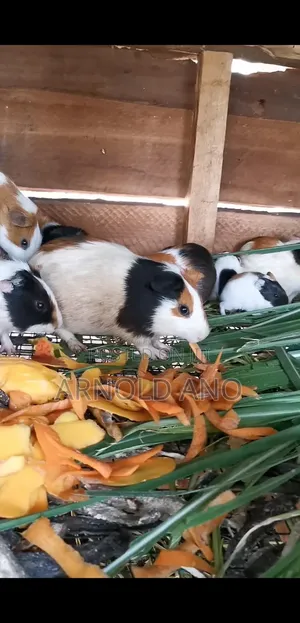 Guinea Pigs