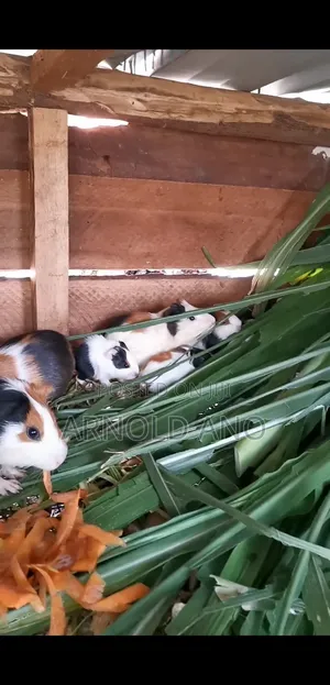 Guinea Pigs