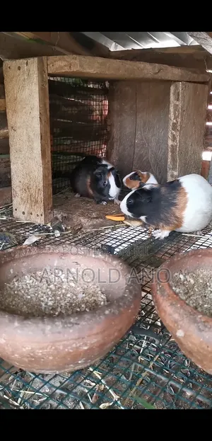 Guinea Pigs