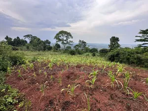 Mbalala-Lukonge 4kms From Mukono Tc
2kms From the Main Road
Jomayi